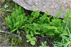 Oeosporangium elegans